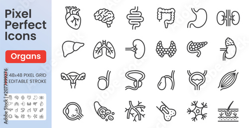 Human organ line icon set. Internal anatomy - heart, liver, brain, stomach, thyroid gland, uterus, vein linear minimal vector illustration. Simple outline signs. 48x48 Pixel Perfect. Editable Stroke.