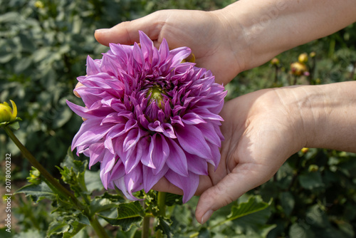 Beautiful decorative dahlia flower Vassio Meggos blooming in the garden. Close-up view of a vibrant pink-purple dahlia flower with layered petals in hands on a green backgroun. Ornamental garden plant