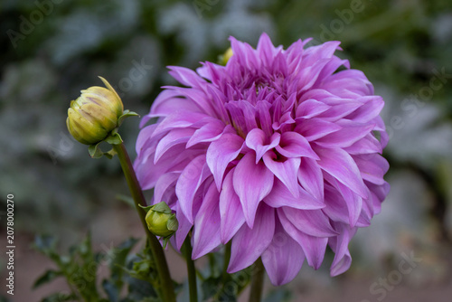 Beautiful decorative dahlia flower Vassio Meggos blooming in the garden. Close-up view of a vibrant pink-purple dahlia with layered petals and flower buds on a green background. Ornamental garden plan