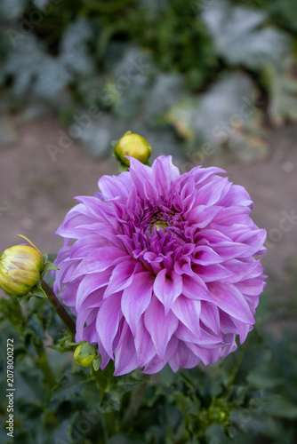 Beautiful decorative dahlia flower Vassio Meggos blooming in the garden. Close-up view of a vibrant pink-purple dahlia with layered petals and flower buds on a green background. Ornamental garden plan