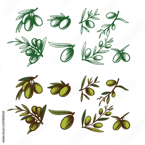 hand drawn olive set