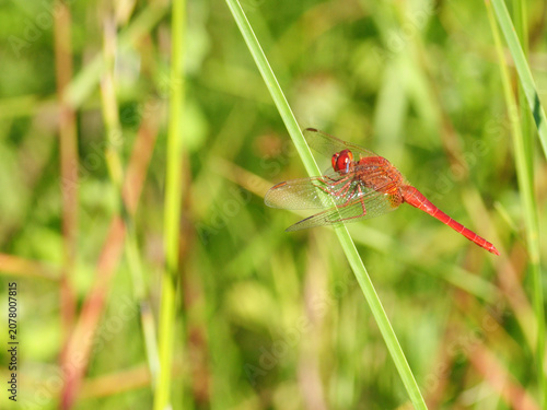 dragonfly, broad scarlet