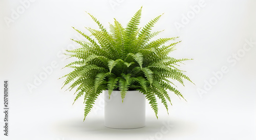 Lush green fern plant in modern minimalist pot