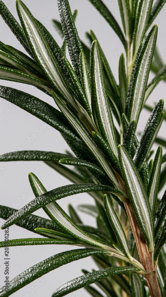 Obraz premium Lush Rosemary Sprig with Dewdrops Captured in Natural Light, Evoking Freshness and Culinary Inspiration in an Inviting Kitchen Setting