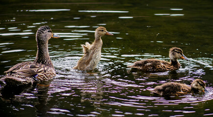 This charming wildlife photograph captures a family of ducks gliding across the calm surface of a pond. An adult female duck leads several growing ducklings as they explore the water together.