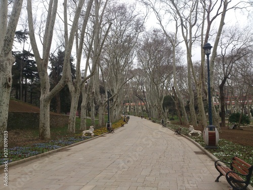 Istanbul, Turkey - February 17, 2013: Empty paved alley surrounded by tall bare plane trees, benches and lion statues in Gulhane Park during a winter day. 