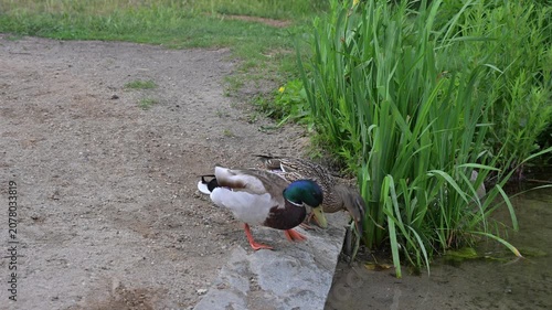Wild ducks forage for tiny insects in calm river water, snapping their beaks amid lush summer greenery in a real-time static 4K nature scene.