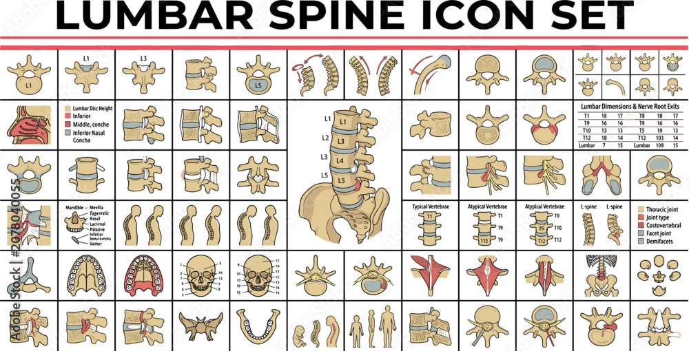 Obraz premium Detailed lumbar spine medical icon set with anatomical views