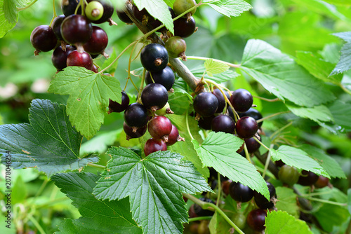 Blackcurrant berries ripening on a bush branch in summer