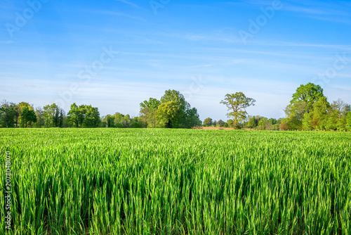 Fotografía View of a cereal field in the Orne countryside on a spring day, Normandy France