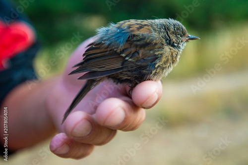 Bild auf Leinwand Human hand caring for a small wild fledgling bird