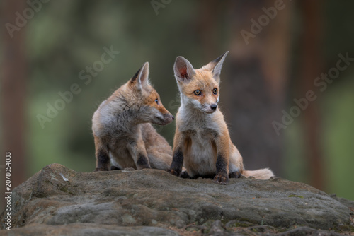 Photography Two cute red fox cubs, Vulpes vulpes, exploring a large rock in the forest