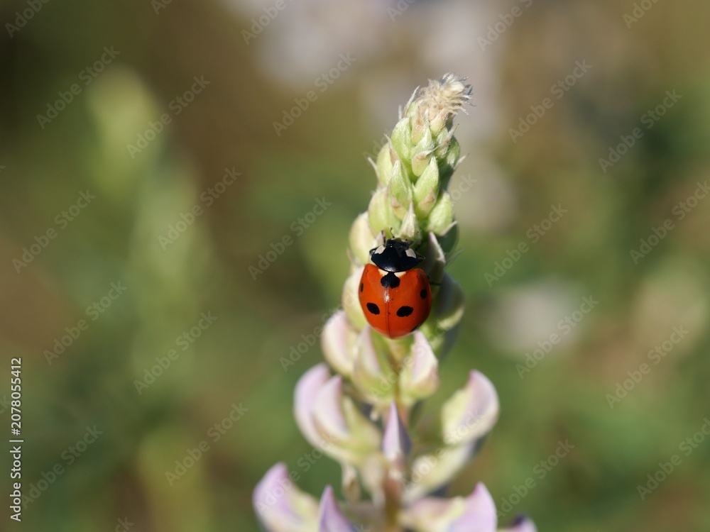 Fototapeta premium Seven-spotted Ladybug on Silvery Lupine (Lupinus argenteus) Flower Bud in Boulder, Colorado