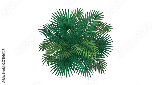 Vibrant Green Palm Fronds Top View Isolated