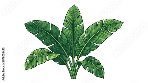Vibrant Green Tropical Banana Leaves Plant Isolated on White Background