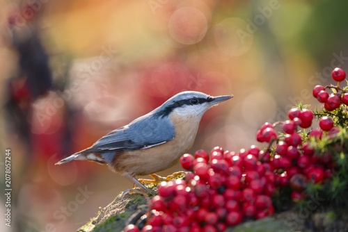Fotografie A nuthatch sits on a tree stump and eats red rowan berries