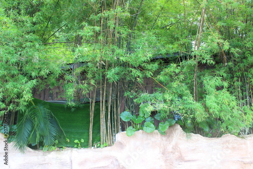 Photography Dense bamboo thicket grows behind rock wall in tropical garden setting outdoor