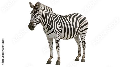 Striped zebra standing, isolated on transparent background