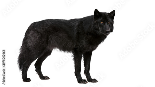 Black wolf standing alert, isolated on transparent background