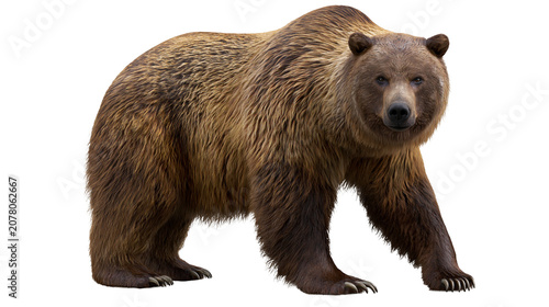 Obraz na plátně Massive brown grizzly bear walking forward, isolated on transparent background