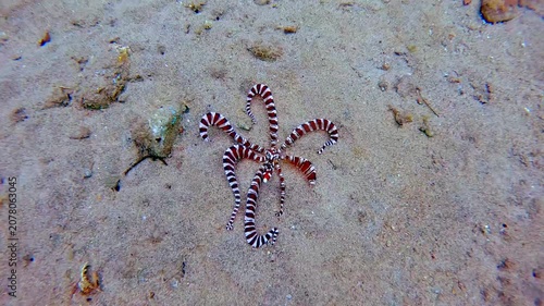 Candid diving pov tracking shot of a wunderpus octopus (Wunderpus photogenicus) flashing its marking and color as a warning. Extremely rare sighting in the wild. Dauin, Philippines