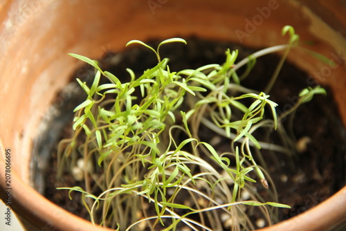 Dill