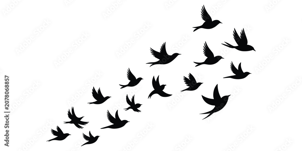 Fototapeta premium Flock of black bird silhouettes flying upwards and to the right against a white background flight