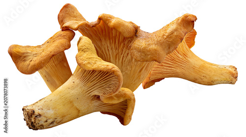 Golden chanterelle mushrooms with wavy caps and gills, isolated on transparent background