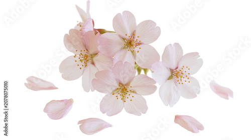 Delicate pale pink cherry blossoms with scattered petals, isolated on transparent background