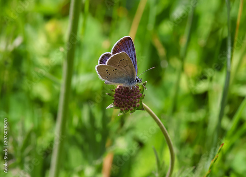 cyaniris semiargus the Mazarine blue butterfly on a knautia arvensis blossom