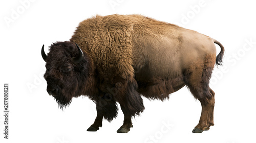 Cuadro en lienzo Majestic brown bison with shaggy fur and horns, isolated on transparent backgrou