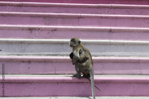 Photography Side profile view of a monkey climbing up pink stairs with baby held to her chest