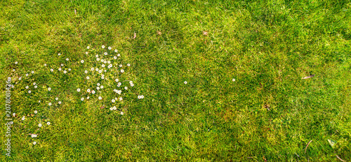 Panoramic top view grass texture background with natural lawn surface green vegetation detail for landscape and outdoor design