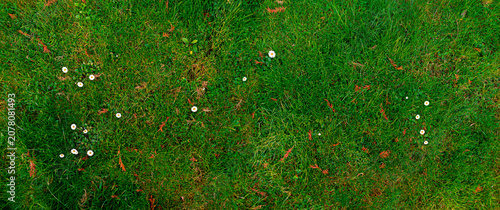 Panoramic top view grass texture background with natural lawn surface green vegetation detail for landscape and outdoor design