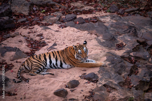 Tableau sur toile Medium shot of a tigress lying on sandy ground surrounded by dark rocks and colourful dry tendu leaves