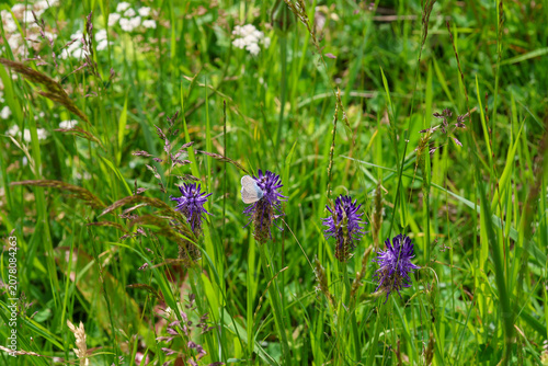 cyaniris semiargus the Mazarine blue butterfly on a phyteuma betonicifolium blossom
