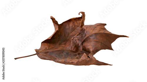 Bild auf Leinwand Brown dried maple leaf with intricate veins, isolated on transparent background
