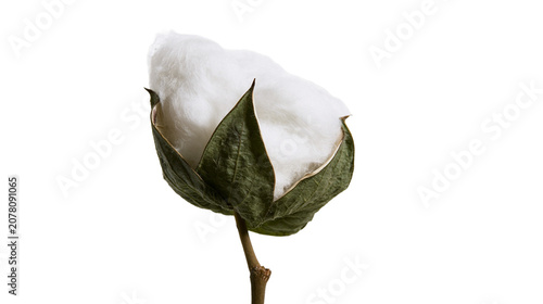 Bild auf Leinwand Fluffy white cotton boll with green sepals, isolated on transparent background
