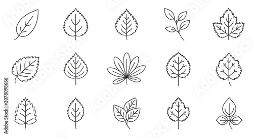 Collection of Various Leaf Shapes