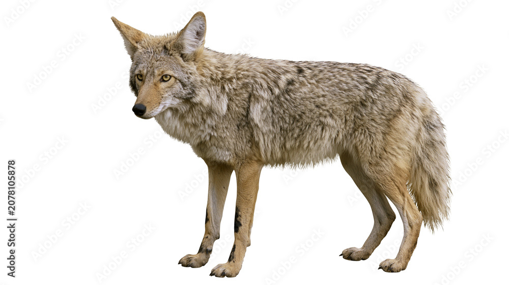 Fototapeta premium Coyote with tan and grey fur standing alert, isolated on transparent background