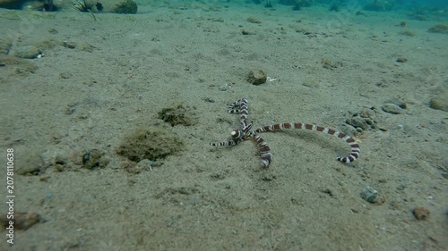 Diving pov dolly forward to an elusive wunderpus octopus (Wunderpus photogenicus) squeezing itself into a hole in the seafloor, extremely rare sighting in its natural habitat. Dauin, Philippines