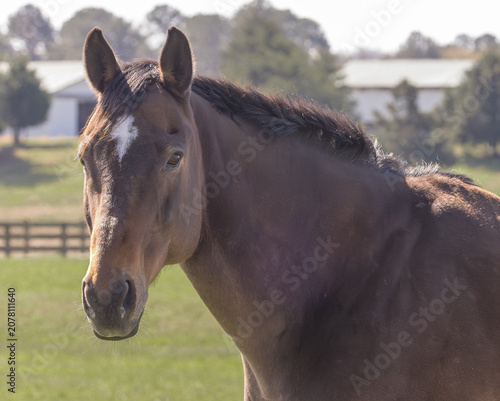 Photography Domesticated horses grazing at a horse ranch in 
Rome Georgia.