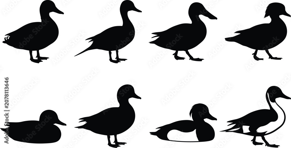Obraz premium Duck Silhouette Collection Set with Standing Walking Swimming and Waterfowl Bird Poses