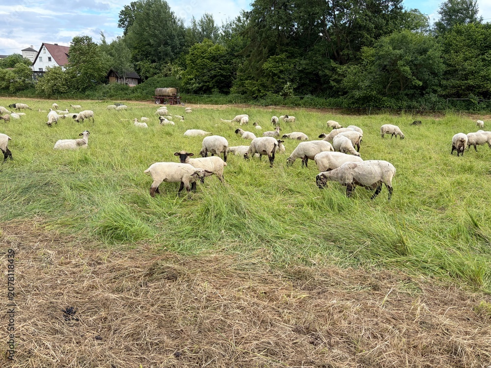 Fototapeta premium Schafherde am Ruhrtalradweg in Wickede an der Ruhr