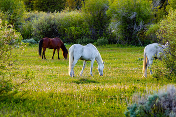 Brown and White Horses Grazing American Pasture