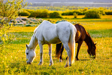 White Horses Grazing American Farm Pasture
