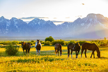 Wild Horses Grazing at Teton Sunset