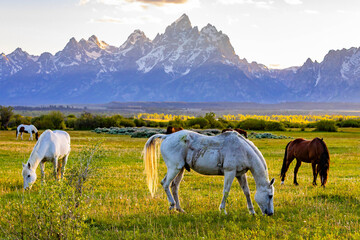 Horses Grazing in Meadow at Teton Sunset