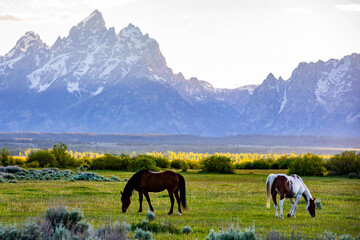 Horses Grazing in Meadow at Teton Sunset
