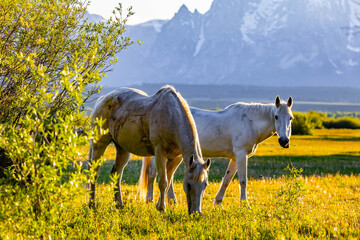 Horses Grazing in Meadow at Teton Sunset